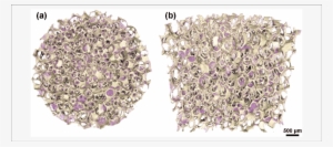 D Micro Computed Tomography Models Of Alginate Coated - Earrings #2481617