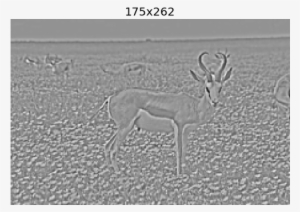 Some Images From The Laplacian Pyramid - Elk #2482523