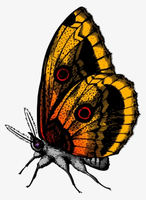 This Free Icons Png Design Of Butterfly 18 #2483317