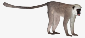 Hanuman Langur - Vervet Monkey Png #2483973