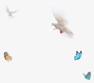 Birds Radha-kirsh Swing - Star Bharat #2484343