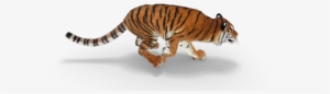 Safari Park Tiger - Tiger Running Png Hd #2485350