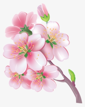 Sakura Vector #2485811