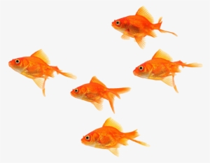 Fish School Png Clip Art Free Stock - Sea #2486531