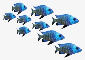 Fish, Fish Swarm, Perch, Sea, Lake, Water, Nature - Fish #2486563