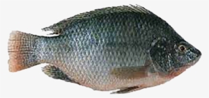Tilapia - Fish Cold Storage Banner #2486586