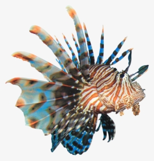 Lion-fish - Lionfish Png #2486620
