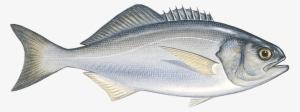 Butterfish Png #2486648 Butterfish Png #2486648