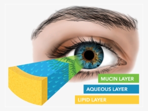 Understanding The Tear Film And Dry Eye - Dry Eye #2487123