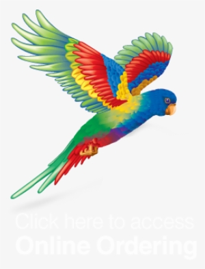 Onlineorderbutt - Flying Colours Png #2487852