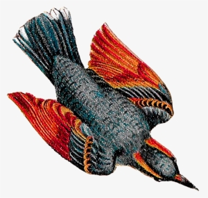 Bluejay Drawing In Flight - Drawing #2487957