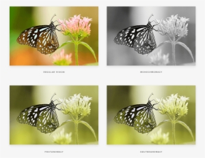 Colours - Butterfly-amazing Paintings-25 #2488002