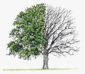 Earth Day Special April - Bur Oak Tree #2488552