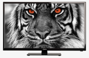 Assets/uploads/ Resampled/setratio13085 Tvstar Led - Black And White Close Up Tiger #2489813