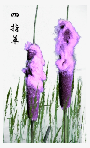 Dietary Needs And Habits - Mountain Range #2489838