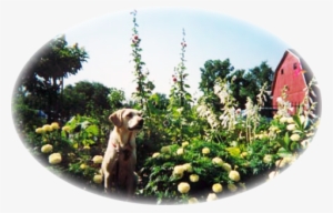 The Garden Angels And Other Volunteers Watch Over And - Harrier #2490334