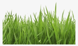 Garden Services, Alderney, Ci Grass Cutting, Hedge - Dreamed A Dream (2-cd) #2490793