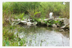 Mead Botanical Garden Reopens After Hurricane Irma - Mead Botanical Garden #2490957