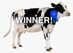 Baby Touch And Feel Farm Animals By Dk #2492625