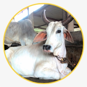 Cow Transparent Beautiful - Cow Png India #2492717