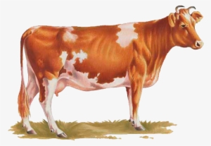 Cow Png Transparent Cow Png Image Free Download Pngkey