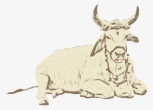 Indian Cow Ghee - Sales #2492801