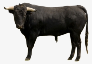 Indian Ox Png - Spanish Bulls #2492829
