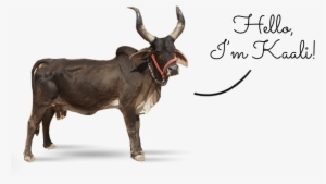 Indian Zebu Kali - Kali Linux #2493002