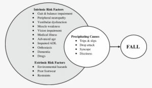The Multifactorial And Interacting Causes Of Falls - Science #2493120