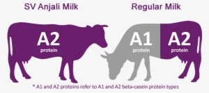 While Our India Based Native Cows Still Produce A2 - Cow Vector #2493184