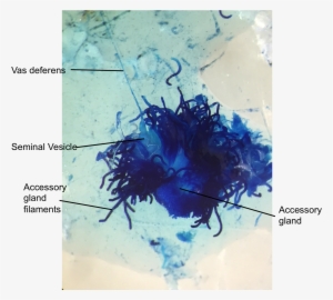 Female Cricket - - Visual Arts #2496452 Female Cricket - - Visual Arts #2496452