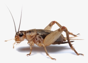Image Library Stock Pest Control Bakersfield Safeguard - Cricket Bug #2496807