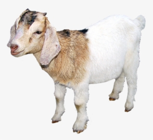 Goat Transparent Outline - Domestic Animals Images Png #2498187