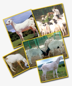 Feeding Management Of Goats - Goat Feed Tree In Tamilnadu #2498393
