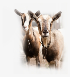 Chaffhaye For Goats - Goat #2498395