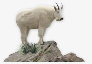 Mountain Goat Png #2498423