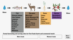 An Example Of The Serving Order Of The Confederated - White-tailed Deer #2498721