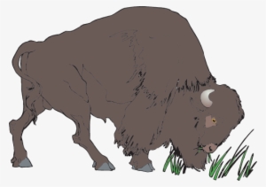 Bison - Clipart Bison #2498745