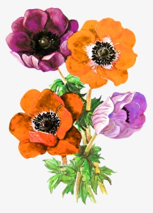 Винтаж Винтаж Винтаж 0 De873 Cb1f02e3 Orig - Anemone Adonis Flower #2499047