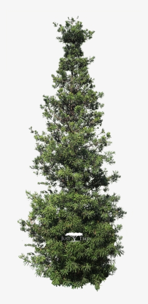 Podocarpus Latifolius #2499604