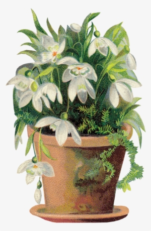 Tubes Victoriens / Fleurs - Art Print: David's Corbeille, Perce-neige, 20x20in. #2499696