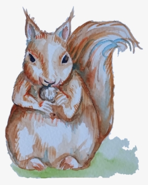 Closeup Of A Squirrel - Squirrel #250222