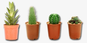 Cactus Plant Png Image - Cactus Plant Png #250736
