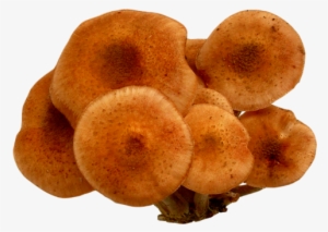 Download Mushroom Png Image - Mushroom #250948