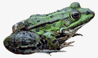 Frog Png Image - Portable Network Graphics #251042