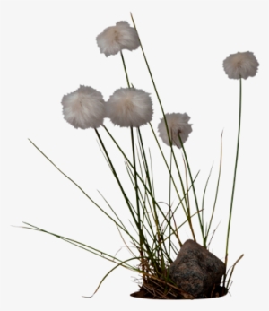 Cotton Grass - Cotton Plant Png #251068
