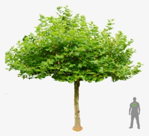 Dach Platane Boom Plataan Dakplataan Groen Shrubs, - Dachplatane Png #251130