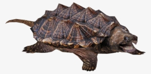 Alligator Snapping Turtle - Snapping Turtle Png #251176