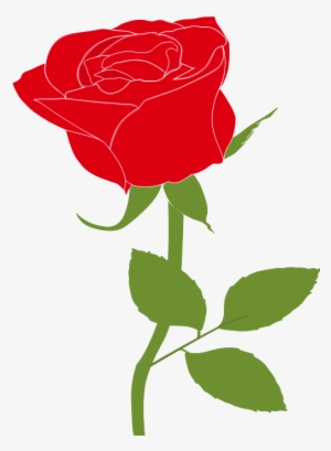 Garden Roses #251802