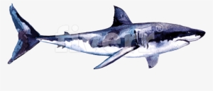 Great White Shark #251803